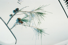 Casuarina equisetifolia